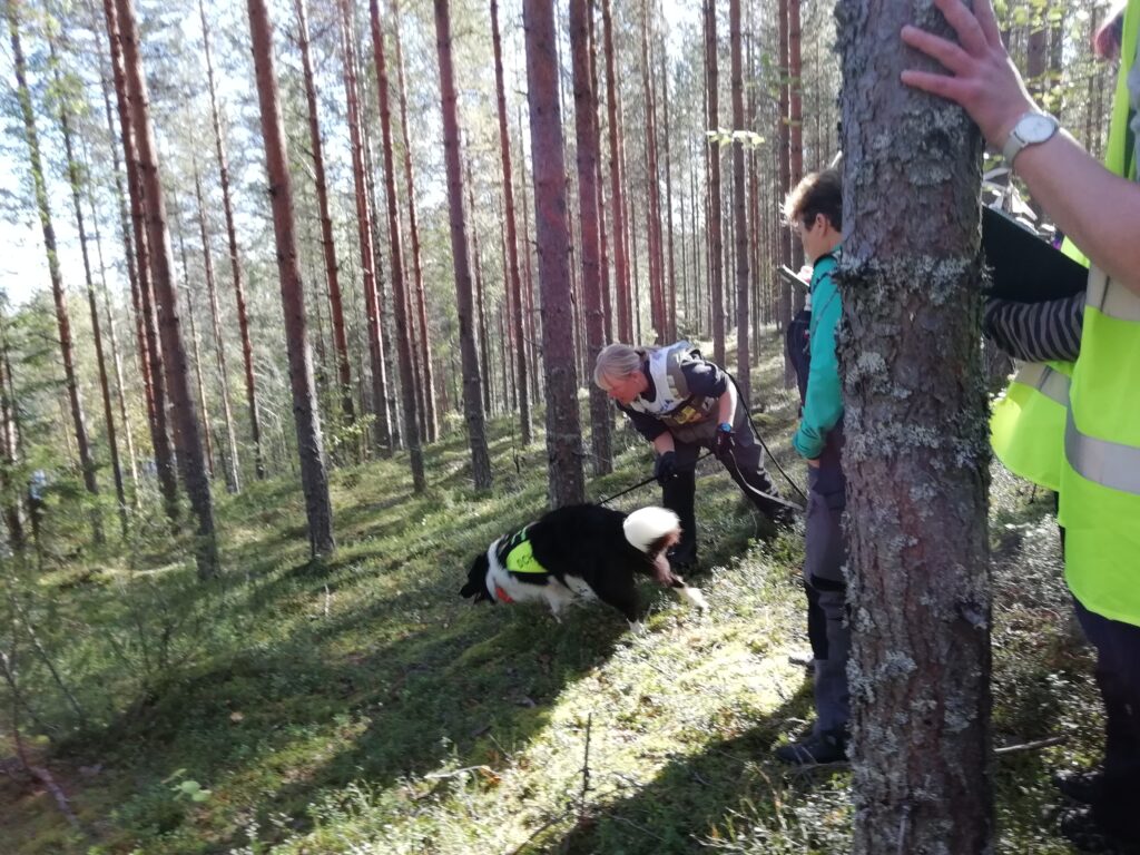 På vej ud på påvisning af 2. figurant på anden runderingsbane