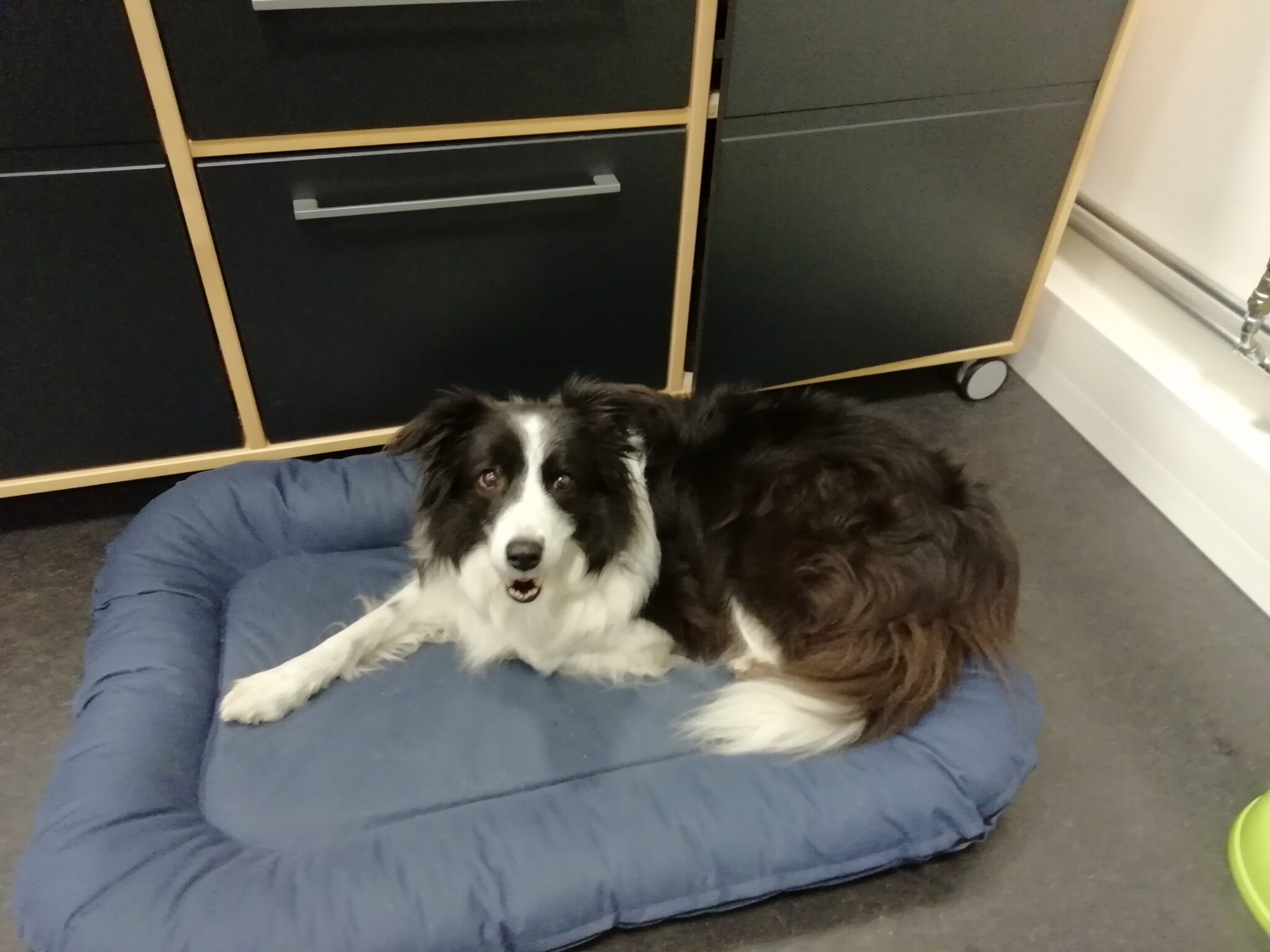 Ronja er med på arbejde.