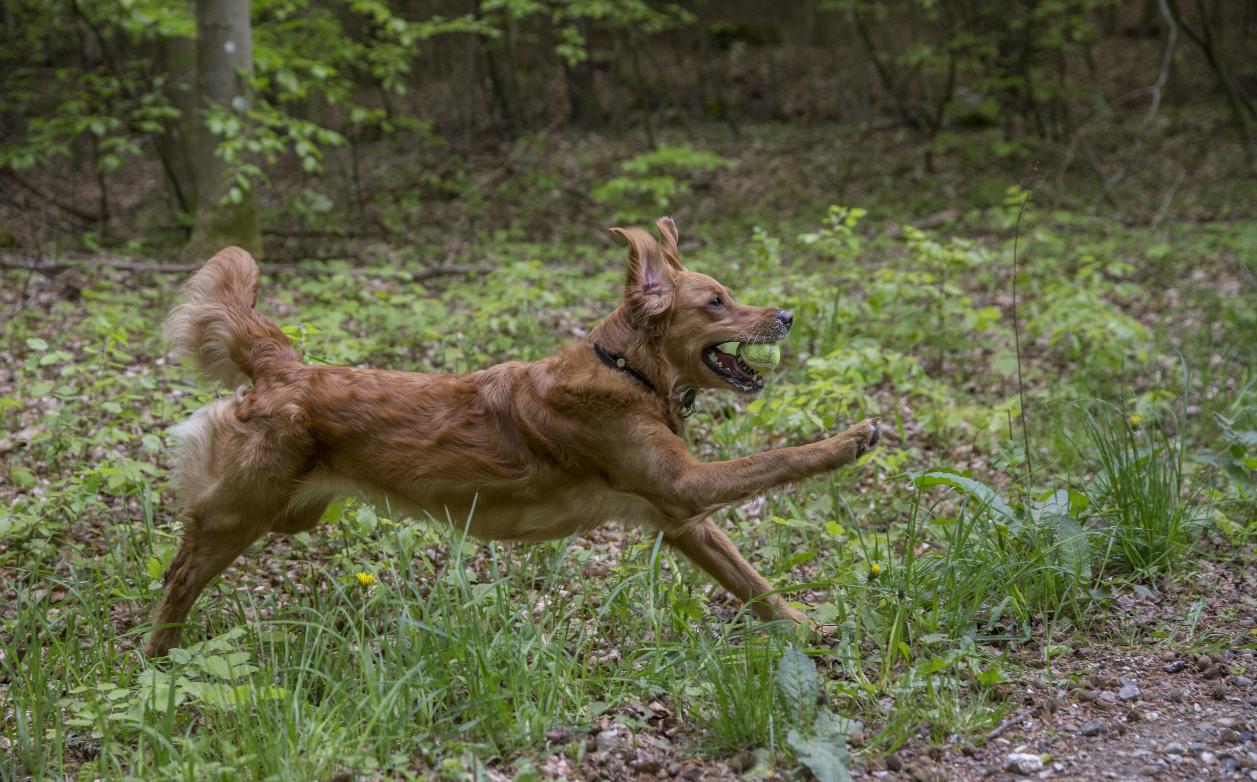 _MG_9545-7-2