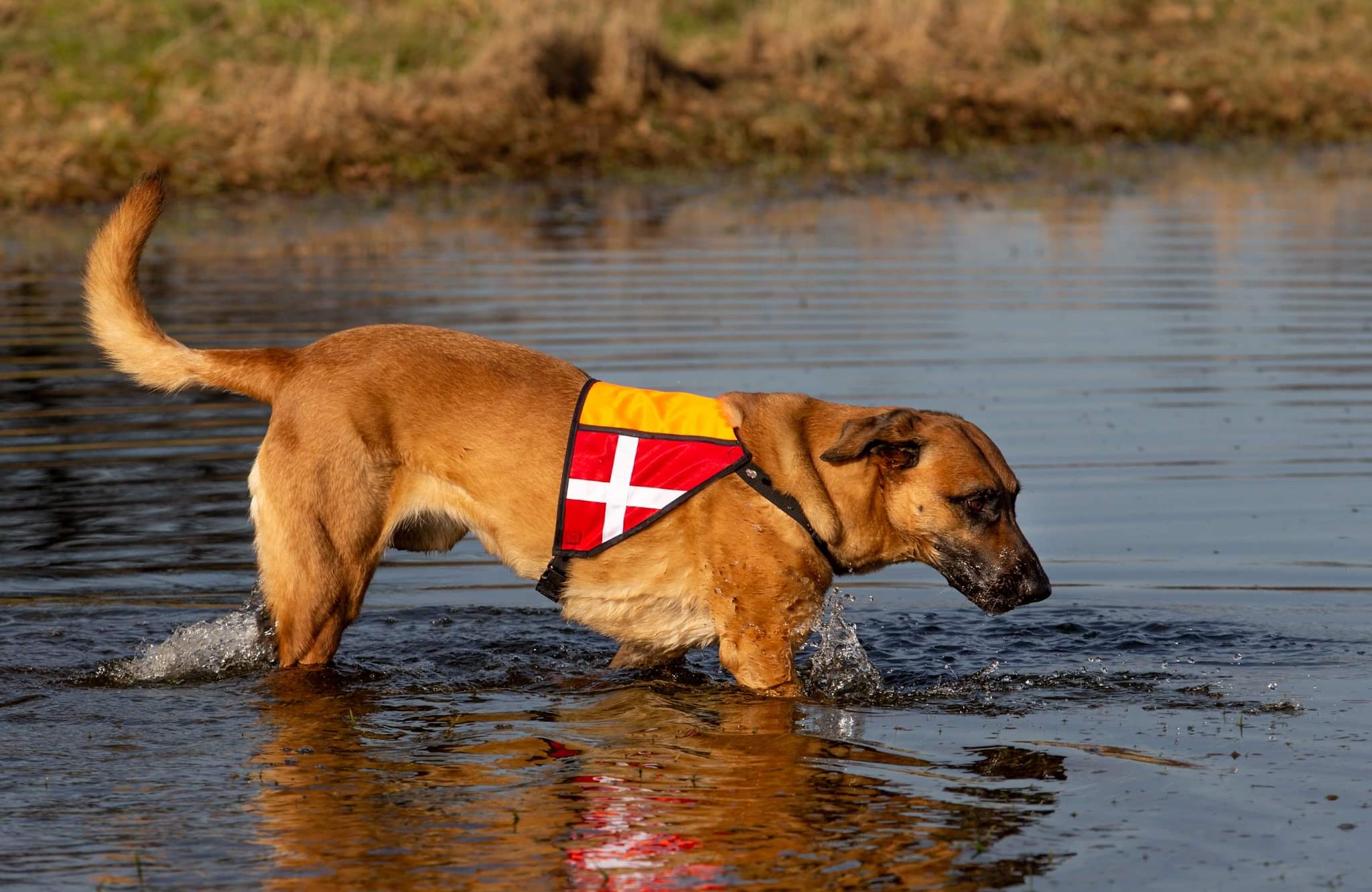 Kantet. Neon-orange/To flag. Fast bånd. Str. XL. (245,-)