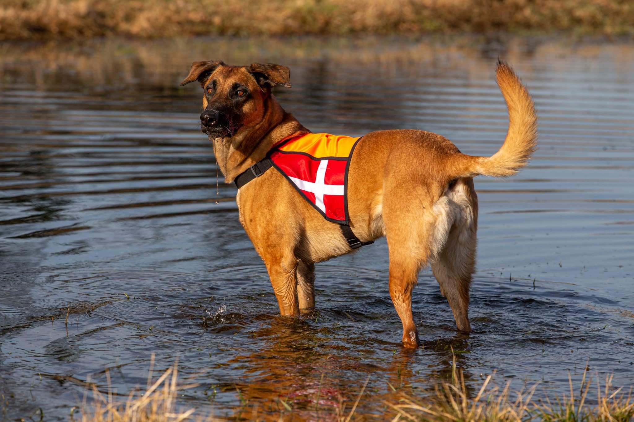 Kantet. Neon-orange/To flag. Fast bånd. Str. XL. (245,-)